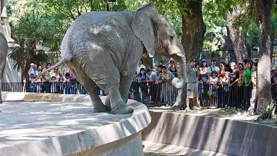 Desmienten los rumores sobre el cierre del zoológico de Palermo Desmienten los rumores sobre el cierre del zoológico de Palermo
