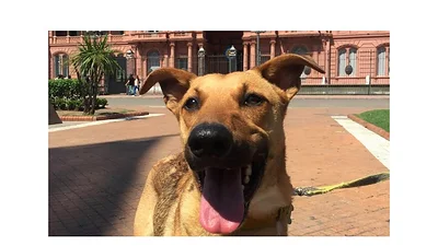 Los polémicos tuits de la dueña de Balcarce, la mascota del PRO Los polémicos tuits de la dueña de Balcarce, la mascota del PRO