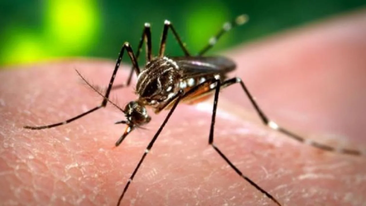 Informan que hay más de 38 mil personas infectadas con dengue