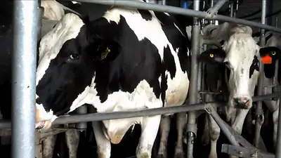 ¿Argentina se queda sin leche? Más de mil tambos al borde del cierre ¿Argentina se queda sin leche? Más de mil tambos al borde del cierre