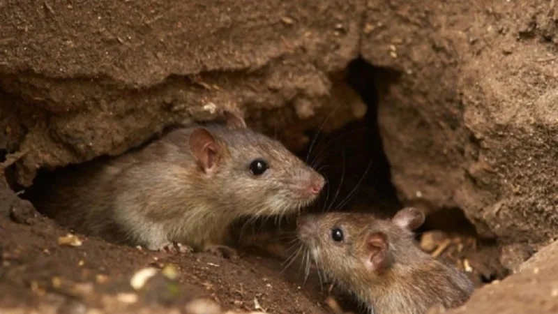 Hantavirus: cuáles son los síntomas y cómo prevenirlo