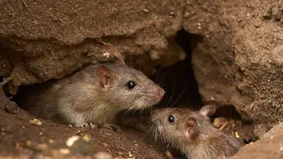 Hantavirus: confirman un muerto en Gualeguaychú, Entre Ríos Hantavirus: confirman un muerto en Gualeguaychú, Entre Ríos
