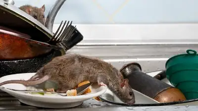Hantavirus: nuevo caso en Escobar, el segundo en Buenos Aires Hantavirus: nuevo caso en Escobar, el segundo en Buenos Aires