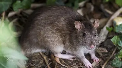 Hantavirus: confirman tres nuevos casos en la Provincia de Buenos Aires Hantavirus: confirman tres nuevos casos en la Provincia de Buenos Aires