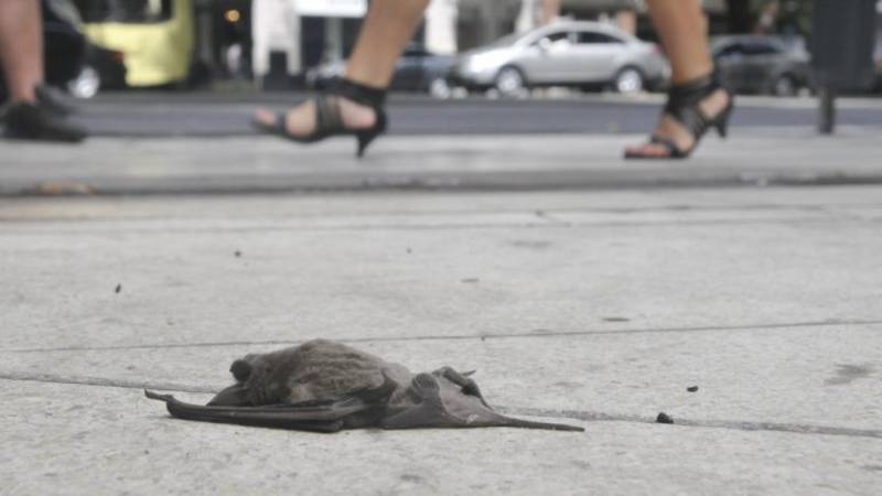 Al hantavirus y el dengue, ahora se sumó la aparición de murciélagos con rabia