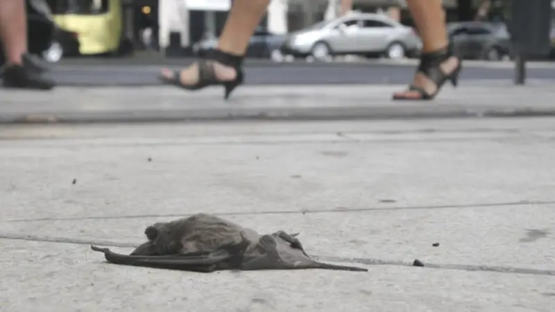 Al hantavirus y el dengue, ahora se sumó la aparición de murciélagos con rabia