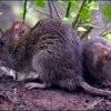 Noticias de Hantavirus - El Destape