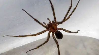 Salud: una niña fue internada en terapia intensiva por la picadura de una araña de rincón Salud: una niña fue internada en terapia intensiva por la picadura de una araña de rincón