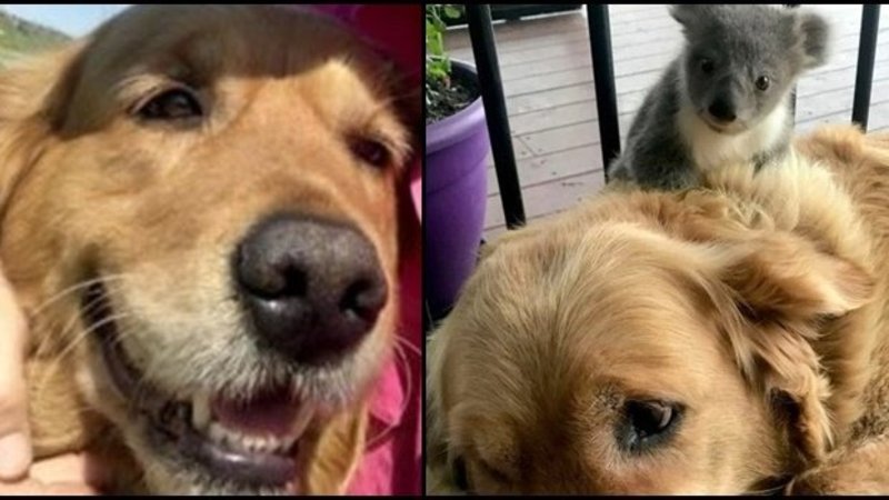 Las tiernas fotos de Asha, la perra que salvó a un koala bebé en los incendios de Australia