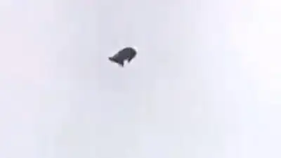 ¿Cordero o chancho? Se terminó el misterio sobre el animal arrojado desde un helicóptero ¿Cordero o chancho? Se terminó el misterio sobre el animal arrojado desde un helicóptero