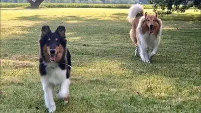 El veterinario de Dylan y Prócer advirtió que los perros de Alberto Fernández se pelean: "Entre dos machos no hay cogobierno" El veterinario de Dylan y Prócer advirtió que los perros de Alberto Fernández se pelean: "Entre dos machos no hay cogobierno"
