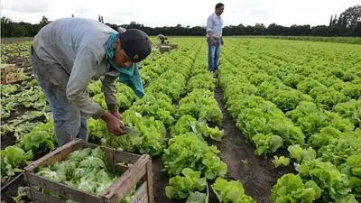 Revelan que un 83% de los trabajadores rurales trabaja en negro Revelan que un 83% de los trabajadores rurales trabaja en negro