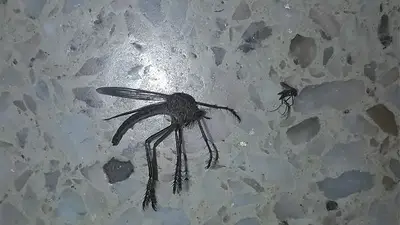 La verdad sobre el "mosquito mutante" de Córdoba que se volvió viral La verdad sobre el "mosquito mutante" de Córdoba que se volvió viral