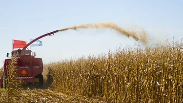 Los productores de maíz aumentaron 73,7% sus ganancias en dólares 