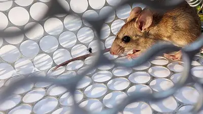 Hantavirus: síntomas, qué es, tratamiento y cómo se contagia Hantavirus: síntomas, qué es, tratamiento y cómo se contagia