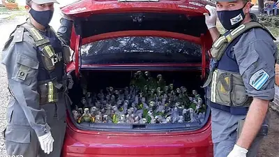 Traficaban 216 loros habladores en el baúl y quisieron ocultarlos subiendo el volumen del estéreo Traficaban 216 loros habladores en el baúl y quisieron ocultarlos subiendo el volumen del estéreo