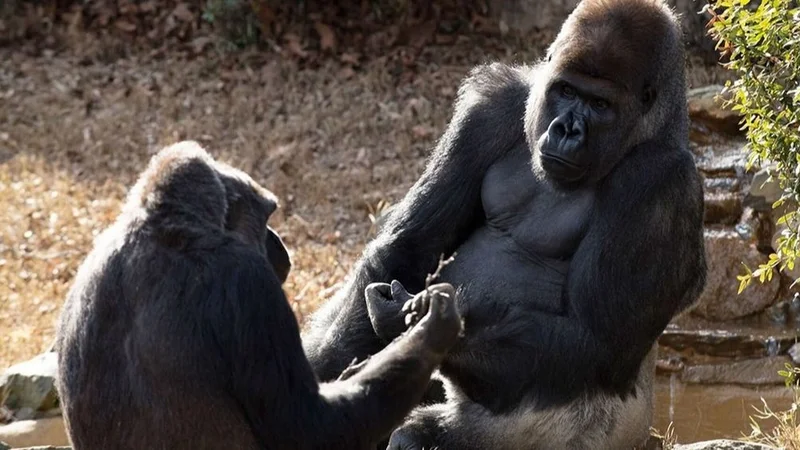 Dos gorilas dieron positivo de coronavirus en un zoo de Estados Unidos