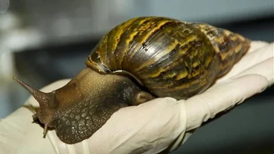 caracol africano caracol africano