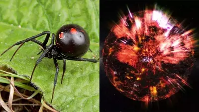 Viuda Negra Viuda Negra