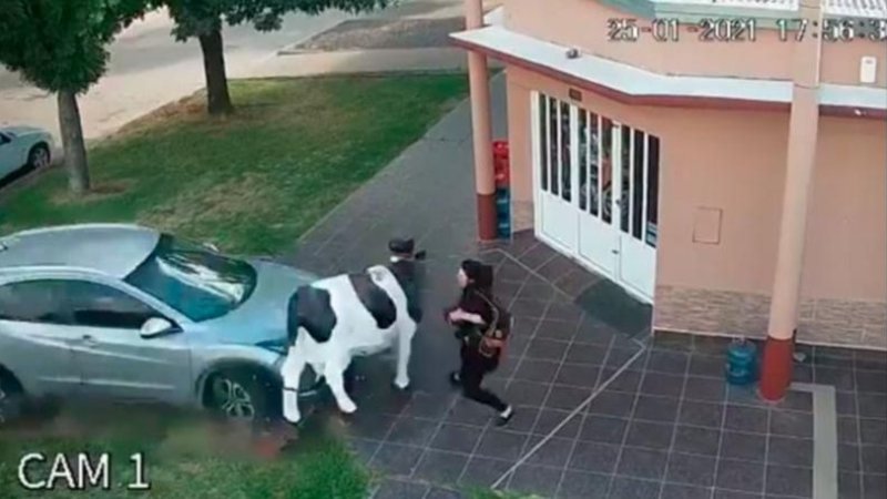 Una vaca de plástico salvó a una mujer de ser atropellada por un ex arquero de Rosario Central