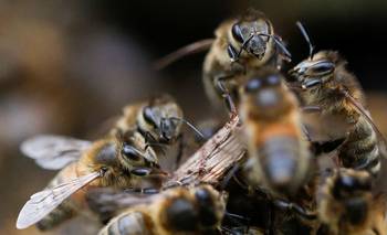 Murió un hombre tras ser atacado por un enjambre de avejas | Jujuy