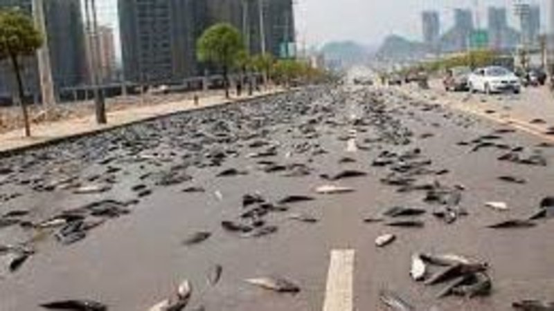 Lluvia de peces