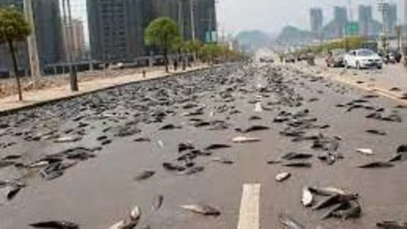Lluvia de peces
