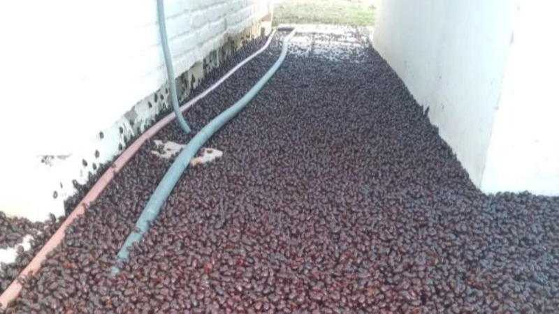 Invasión de cascarudos en La Pampa