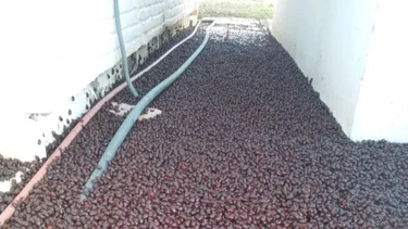 Impresionante invasión de cascarudos en La Pampa