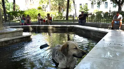 Mascotas ola de calor Mascotas ola de calor