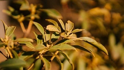 Plantas de fácil cuidado para purificar tu casa Plantas de fácil cuidado para purificar tu casa