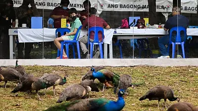 Entre águilas y elefantes, Filipinas anima al público a vacunarse en el zoológico Entre águilas y elefantes, Filipinas anima al público a vacunarse en el zoológico