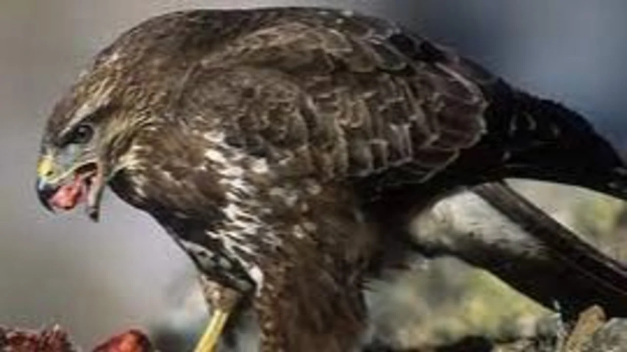 Ciudad de Buenos Aires: Aves rapaces o de presa