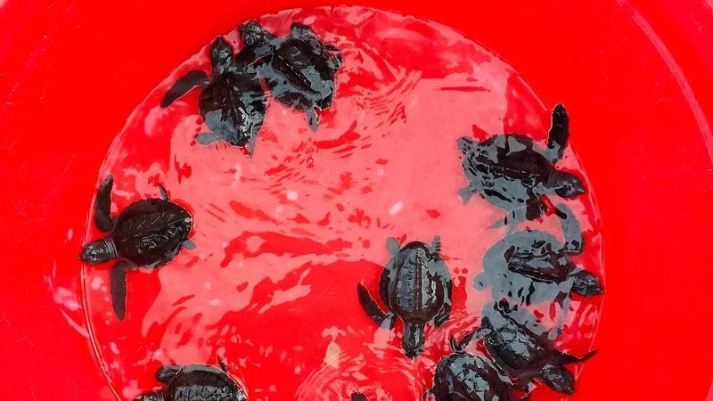 Una playa de Bali devuelve al océano tortugas en peligro de extinción