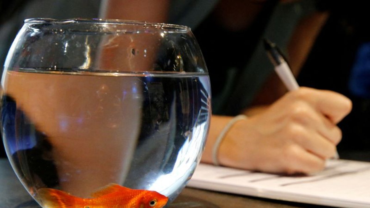 Empresa francesa de cuidado mascotas deja de vender peceras redondas, dice vuelven locos a los peces