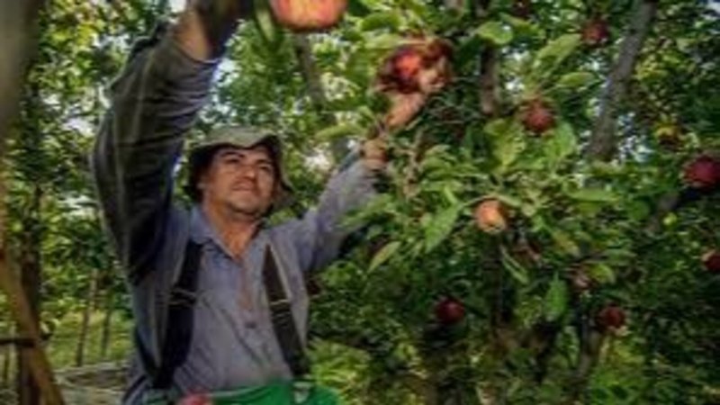 Paritarias 2022: frutihortículas de la UATRE consiguieron 52%