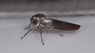 Asombroso: descubrieron un insecto metálico nunca antes visto