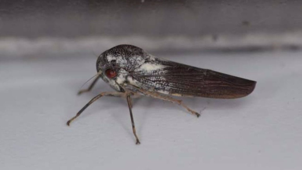 Phlogis kibalensis