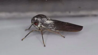 Asombroso: descubrieron un insecto metálico nunca antes visto