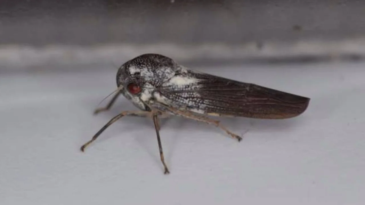 Phlogis kibalensis