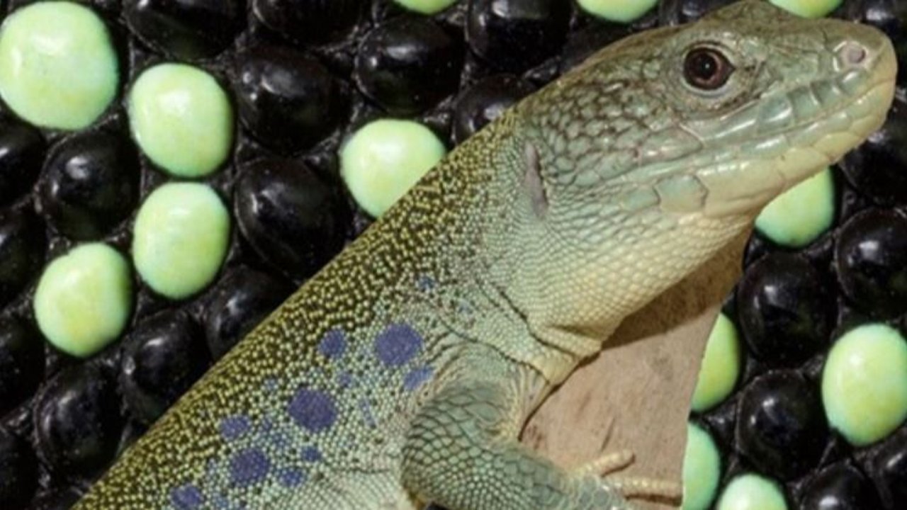 lagarto