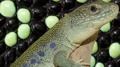 lagarto lagarto