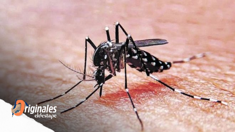 ¿Vuelve el dengue?: Una señal de advertencia