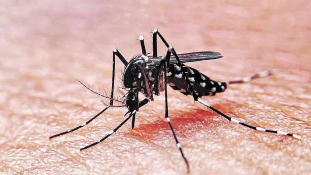 ¿Vuelve el dengue?: Una señal de advertencia