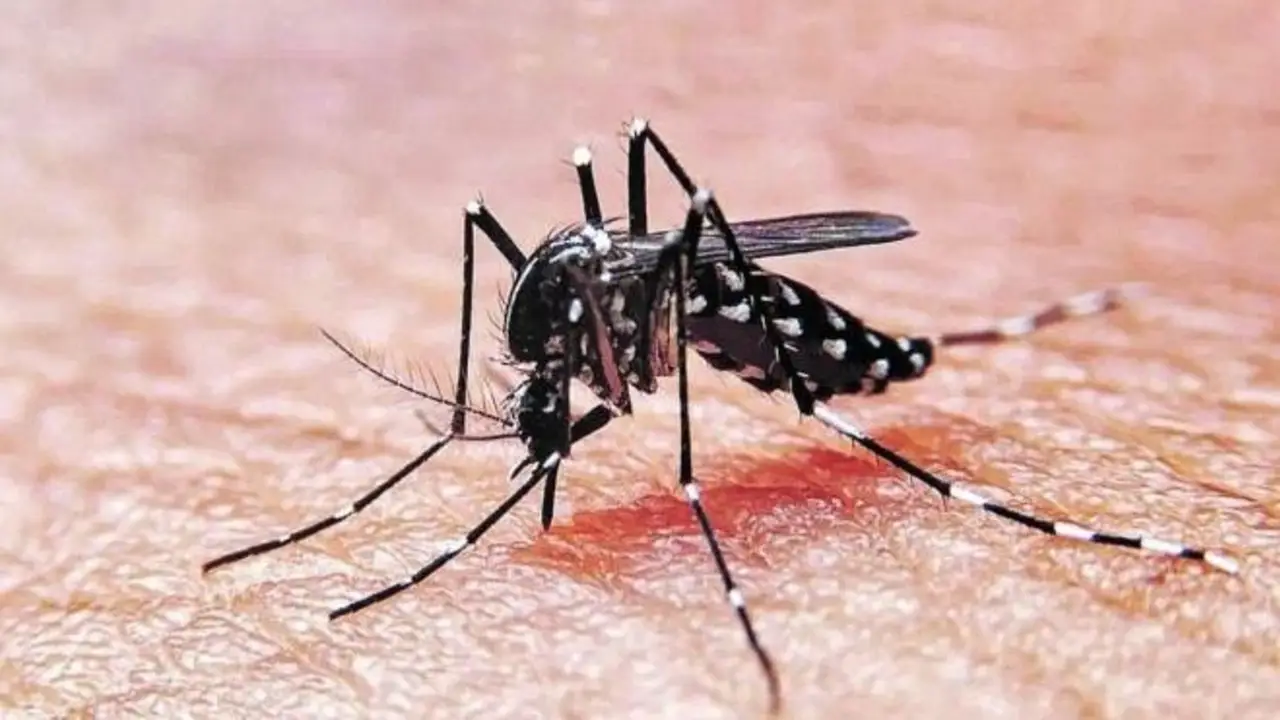 ¿Vuelve el dengue?: Una señal de advertencia