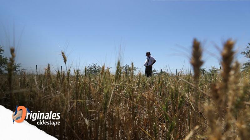 Molinos y panaderos aguardan una actualización del subsidio a la harina