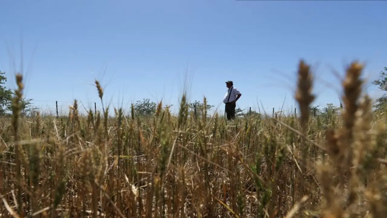 Molinos y panaderos aguardan una actualización del subsidio a la harina