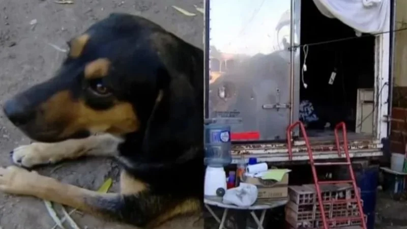 Se desmayó por un incendio en su casa y su perro le salvó la vida.