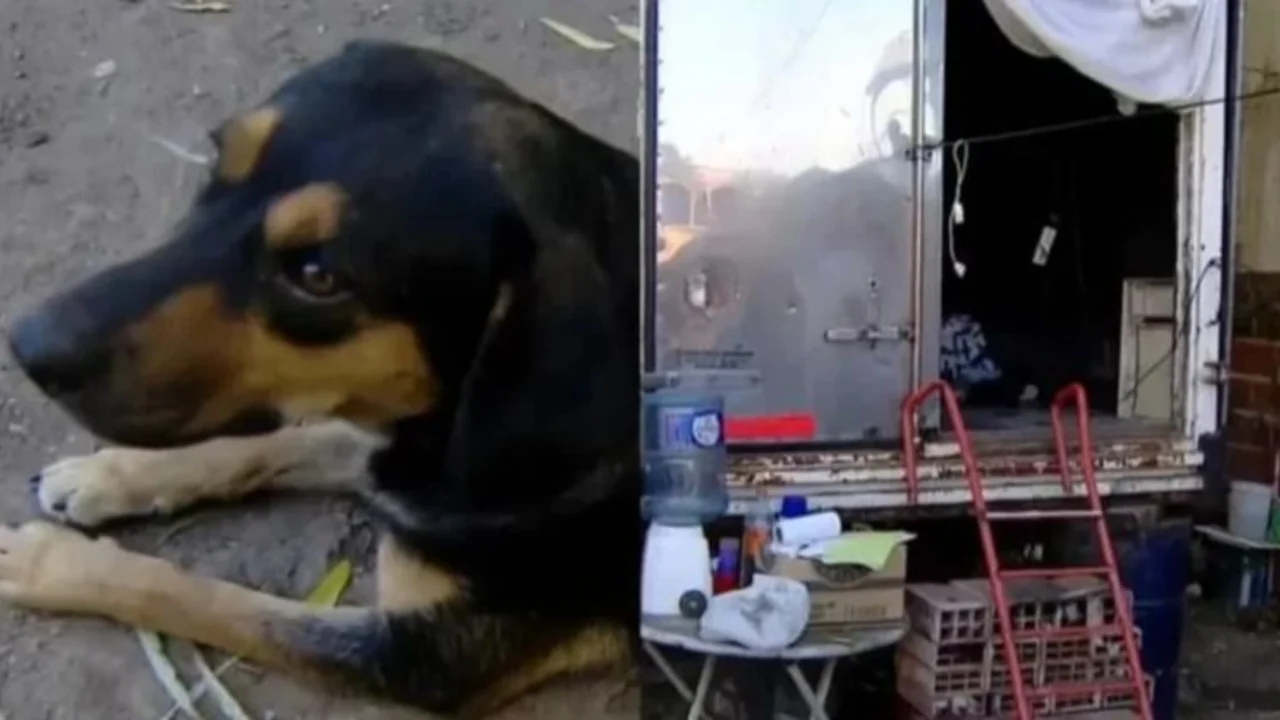 Se desmayó por un incendio en su casa y su perro le salvó la vida.