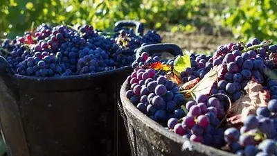 El BID aprobó un préstamo de US$ 40 millones para el desarrollo del sector vitivinícola El BID aprobó un préstamo de US$ 40 millones para el desarrollo del sector vitivinícola